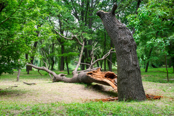 Best Storm Damage Tree Cleanup  in Springfield, KY