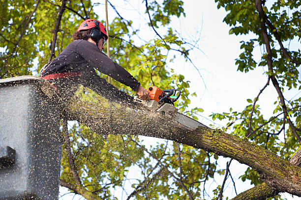  Springfield, KY Tree Removal Services Pros