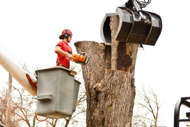 Best Tree Preservation Services  in Springfield, KY