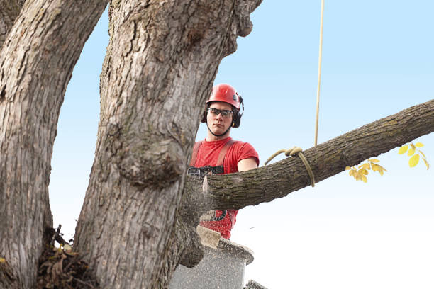 Reliable Springfield, KY Tree Removal Services Solutions